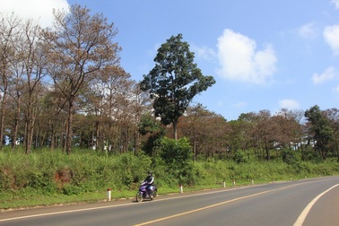 Chặt hạ hàng ngàn cây thông dọc con đường đẹp nhất Tây Nguyên