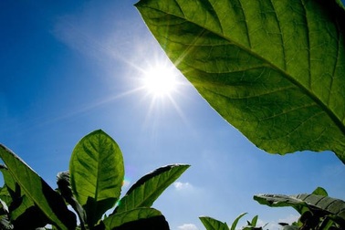 Sáng kiến cải thiện khả năng hấp thụ CO2 trong khí quyển và cất giữ nó sâu trong đất