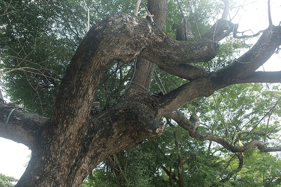 Hà Nội: Những “khối vàng lộ thiên” ven Hồ Gươm - 5 Hà Nội: Những “khối vàng lộ thiên” ven Hồ Gươm - 5