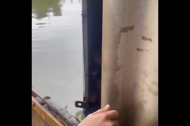 Giải cứu 2 chú chó trong mưa lụt ở Huế "hút" 3 triệu lượt xem