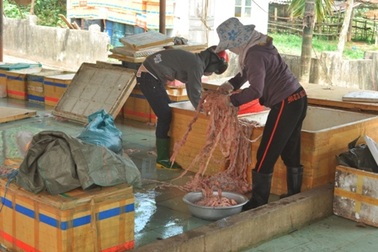 Thu giữ gần 2 tấn nội tạng bốc mùi