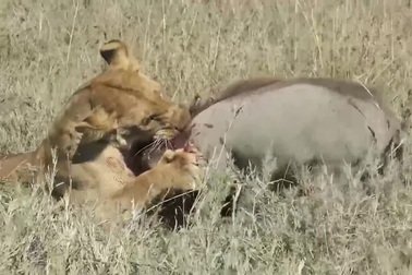 Tóm gọn lợn bướu tại hang ổ, sư tử không ngờ "kẻ thứ 3" xuất hiện