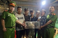 Phát hiện cá thể tê tê quý hiếm bò ra đường ở Lâm Đồng