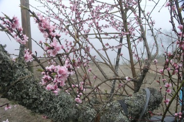 Đào phai Sa Pa bung nở chờ về xuôi đón Tết