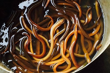 “Không có cách nào kiềm chế sự sinh sản của lươn”