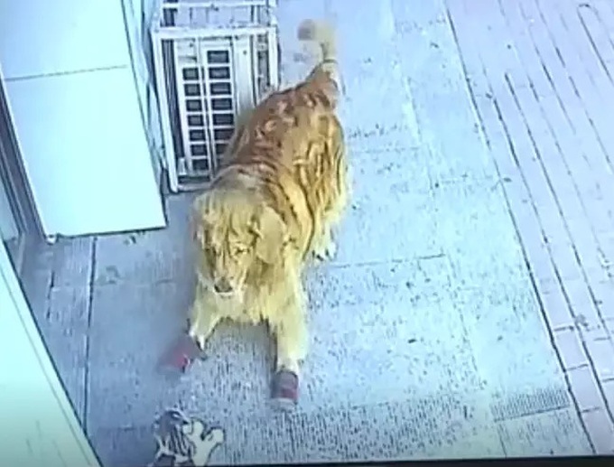 Cụ già bị mèo rơi trúng đầu bất tỉnh nhân sự, chó cưng giữ ngay thủ phạm lại để giải quyết - Ảnh 4. Cụ già bị mèo rơi trúng đầu bất tỉnh nhân sự, chó cưng giữ ngay thủ phạm lại để giải quyết - Ảnh 4.