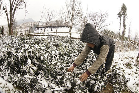 “Thời tiết cực đoan vẫn đang chờ đón chúng ta ở năm 2016”