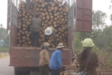 Bức tử rừng thông