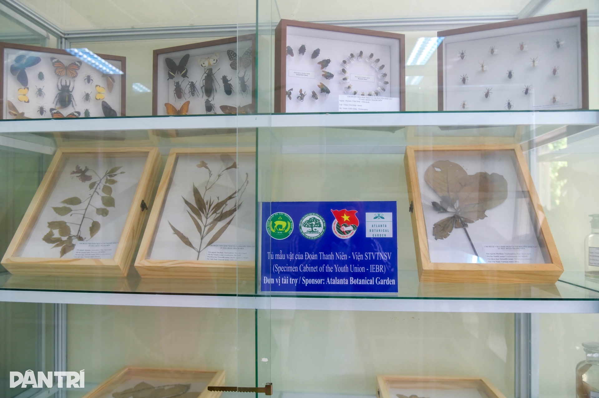 Cận cảnh loài thằn lằn cá sấu ở Việt Nam, có mặt từ thời khủng long - 11 Cận cảnh loài thằn lằn cá sấu ở Việt Nam, có mặt từ thời khủng long - 11