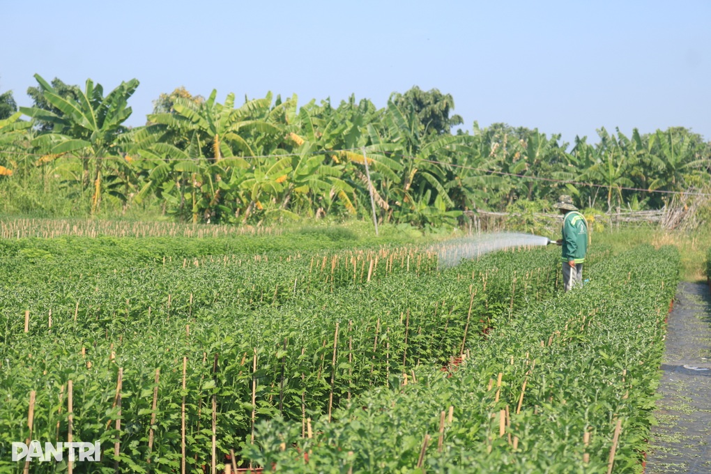 Liên tục mưa trái mùa, chủ vườn lo trắng tay khi trồng hoa Tết - 3