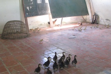 Trường học thành nơi... nuôi gà vịt