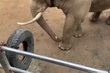 Chú voi tốt bụng, nhặt trả lại chiếc dép cho em bé đánh rơi