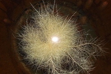 Hoa “thần” chữa bách bệnh thực chất là rong tảo 