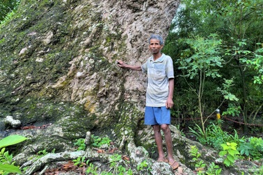 Cây dầu rái "khủng" 700 năm tuổi "hứng" mưa bom, bão đạn cho làng