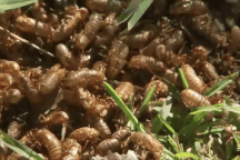 Hàng nghìn tỷ con ve sầu dần chui lên khỏi lòng đất, kêu to như tiếng còi