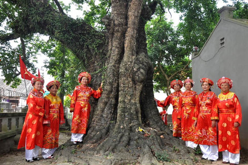 Cụ thị gốc chục người ôm không xuể sống qua 8 thế kỷ ở Ninh Bình - 11 Cụ thị gốc chục người ôm không xuể sống qua 8 thế kỷ ở Ninh Bình - 11