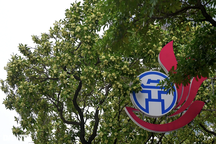 Người dân "ám ảnh" trước mùi hoa sữa đặc trưng của Hà Nội