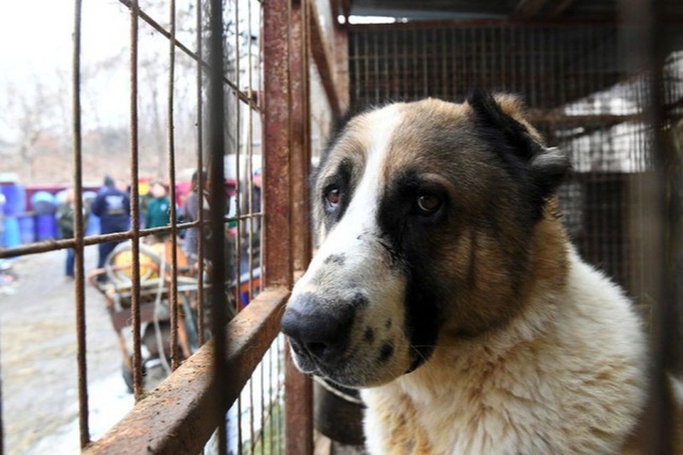 Đánh đập, hành hạ tàn nhẫn chó, mèo sẽ bị phạt tới 3 triệu đồng - 1