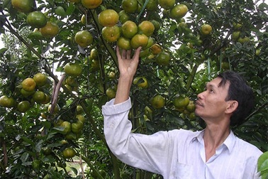 Nhà vườn chạy đua với Tết