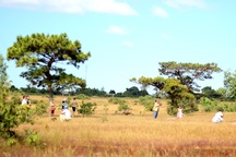 Mê mẩn đồi cỏ hồng "độc nhất vô nhị" trên cao nguyên Gia Lai