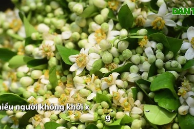 Hà Nội: Nồng nàn hương hoa bưởi đầu mùa