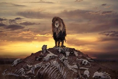 Bức ảnh sư tử kiêu hãnh đứng trên đồi như trong phim Hollywood