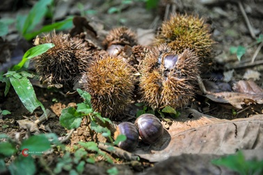 "Thủ phủ hạt dẻ" ở Cao Bằng vào mùa thu hoạch