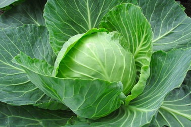 Công dụng bất ngờ của bắp cải giúp ngừa ung thư