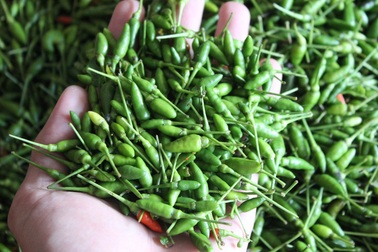 6 sản vật rừng xứ Quảng "hút" người miền xuôi