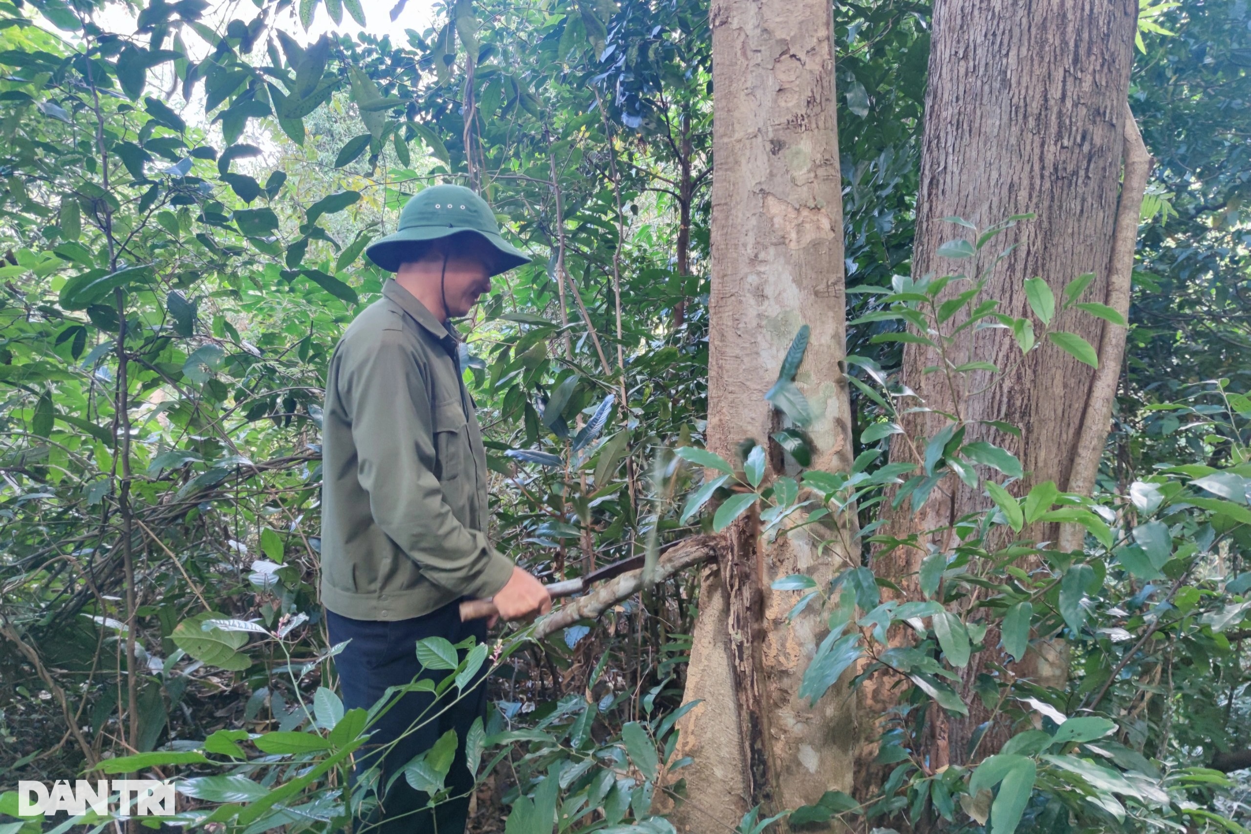 Nữ nhân viên giữ rừng ăn cơm chan nước mắm, ngậm ngùi trong ngày giáp Tết - 8 Nữ nhân viên giữ rừng ăn cơm chan nước mắm, ngậm ngùi trong ngày giáp Tết - 8