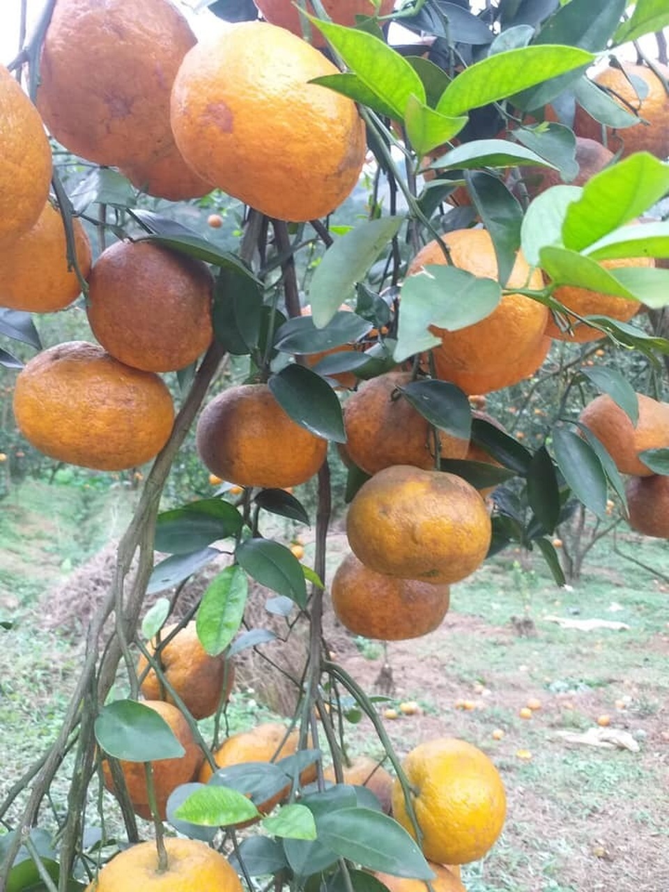 Cam sành Hà Giang siêu rẻ: 6 nghìn đồng/kg, mua cả yến vắt uống cả lít - 3 Cam sành Hà Giang siêu rẻ: 6 nghìn đồng/kg, mua cả yến vắt uống cả lít - 3