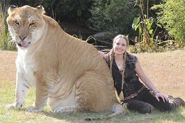 1001 thắc mắc: Loài hổ nào to nhất thế giới?