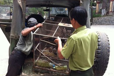 Đà Lạt: Bắt giữ số lượng lớn động vật hoang dã buôn bán trái phép 