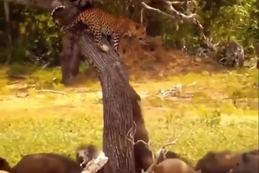 Phản ứng bất ngờ của báo hoa mai trong tình cảnh nguy cấp