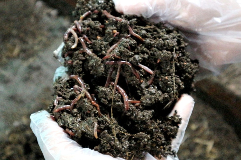 Bỏ TPHCM về quê, thu nửa tỷ đồng mỗi năm nhờ nuôi con một vốn bốn lời - 3 Bỏ TPHCM về quê, thu nửa tỷ đồng mỗi năm nhờ nuôi con một vốn bốn lời - 3