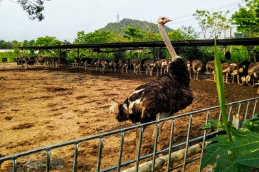 "Bỏ túi" hàng trăm triệu đồng mỗi năm nhờ mô hình nuôi đà điểu khép kín