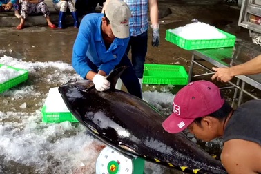 Ngư dân trúng đậm cá ngừ đại dương trước Tết Nguyên đán