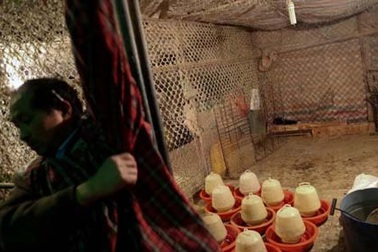 Trung Quốc: Thêm 2 trường hợp nhiễm H7N9 tại Thượng Hải