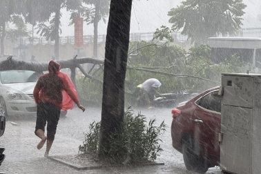 Hà Nội: Cây đổ đè trúng ô tô và người đi đường trong cơn mưa lớn