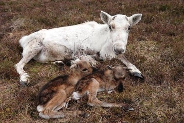 Chuyện hiếm: Tuần lộc sinh đôi còn sống ở Cairngorms
