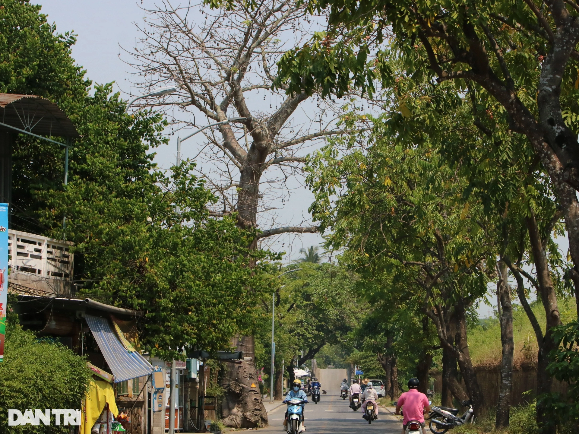 Cây châu Phi và điệp vàng gây thương nhớ ở đô thị di sản Huế - 11