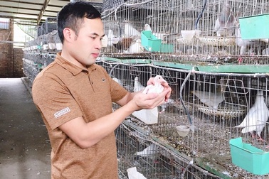 Bỏ nghề lập trình về nuôi chim bồ câu, thu 15 tỷ đồng, lãi 3 tỷ đồng/năm