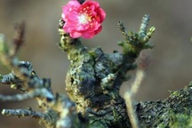 Dùng điều hòa… ủ đào chờ bung dịp Tết