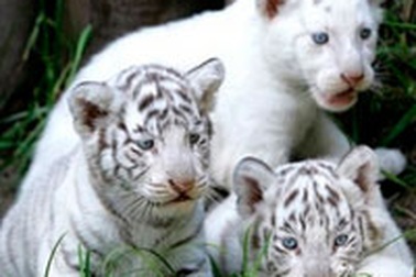 Hổ trắng thành “ngôi sao” của vườn thú Argentina