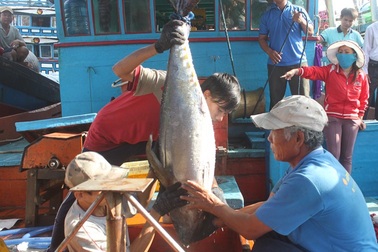 Hơn 14.000 ngư dân ăn Tết cổ truyền trên biển