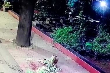 Video: Báo hoa mai “tàng hình” cắn cổ chó đi lạc trên vỉa hè Ấn Độ