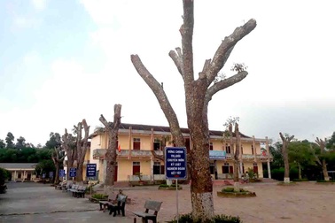 Hàng loạt cây xanh trong khuôn viên nhà trường bị cắt tỉa cành trơ trọi