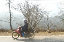 Đào rừng Sa Pa ùn ùn xuống phố