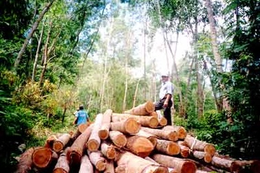 "Nhiều nơi rừng chỉ còn... trên giấy!"