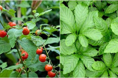 Kết hợp 2 cây thuốc quý của người Việt để chăm sóc gan